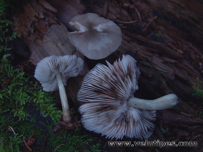 Pluteus salicinus