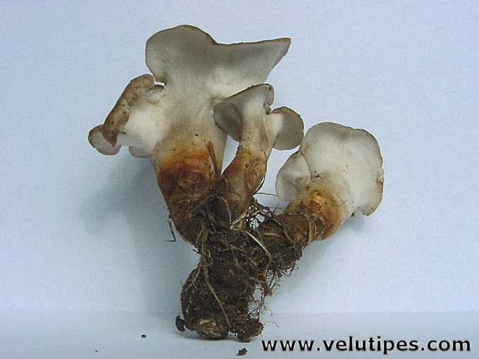 Polyporus melanopus