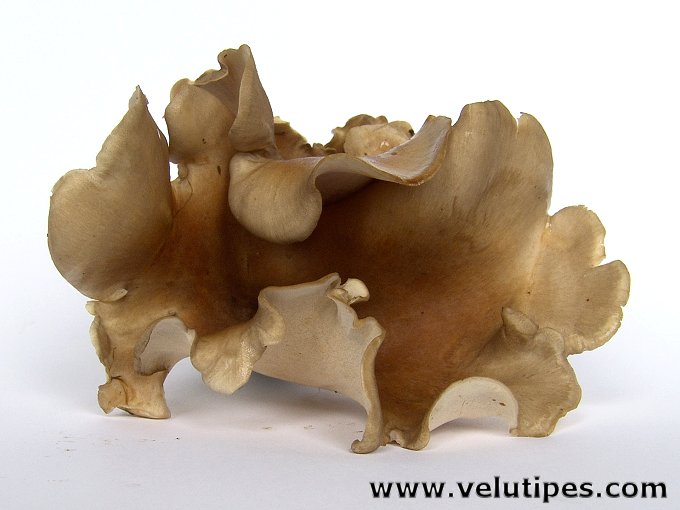 Polyporus melanopus