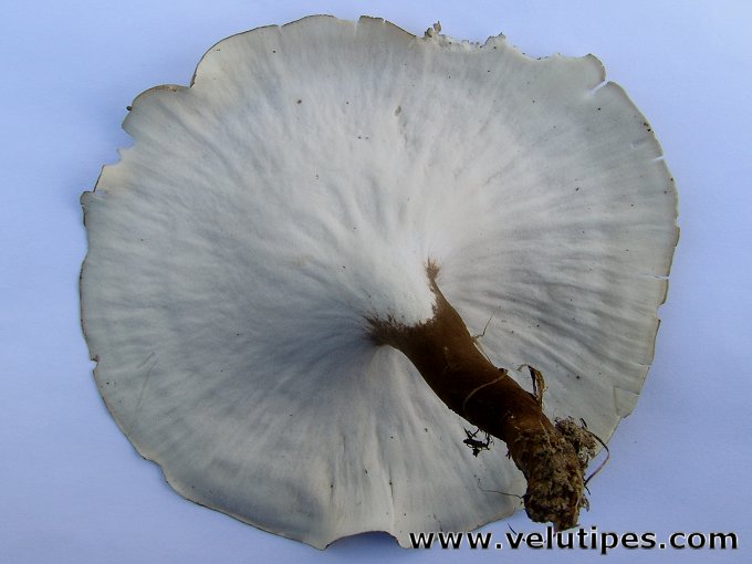 Polyporus melanopus