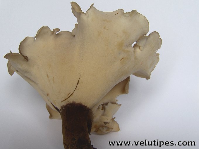 Polyporus melanopus