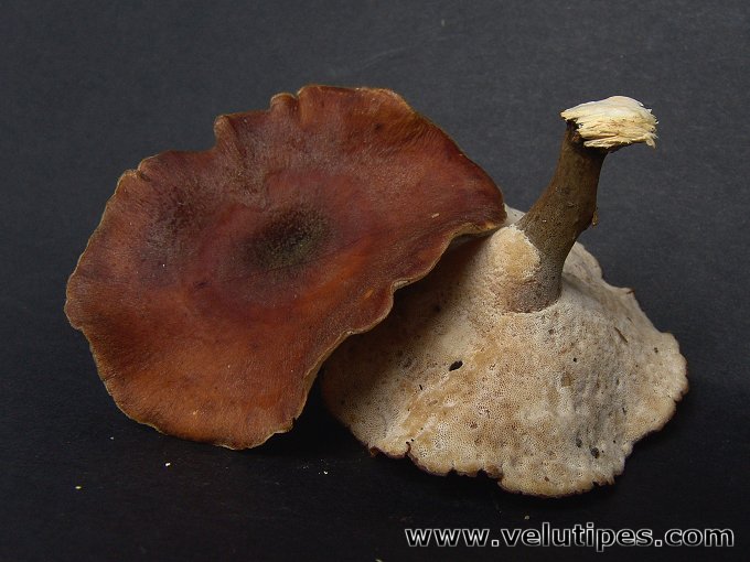Polyporus tubaeformis