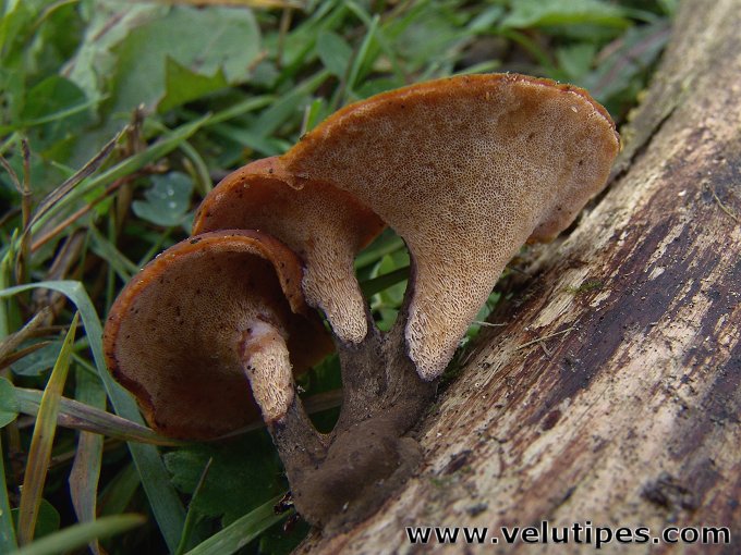 Polyporus tubaeformis