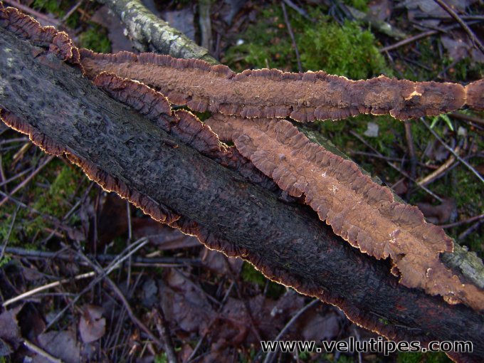 Pseudochaete tabacina