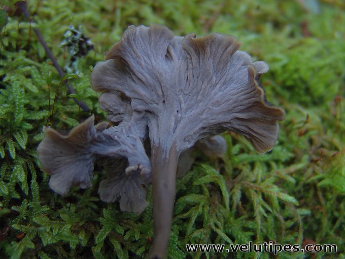 Craterellus sinuosus