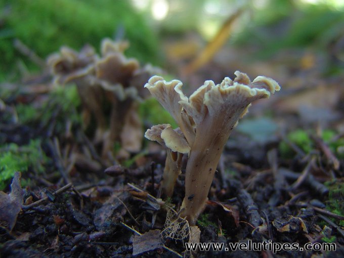 Craterellus sinuosus