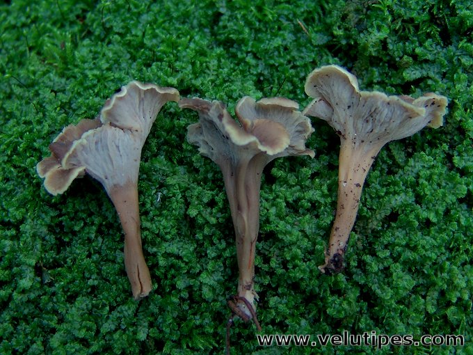 Craterellus sinuosus