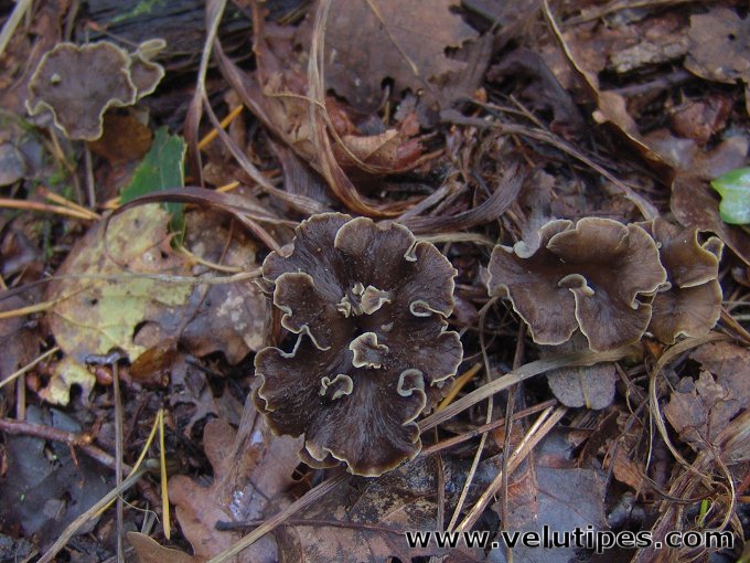 Craterellus sinuosus