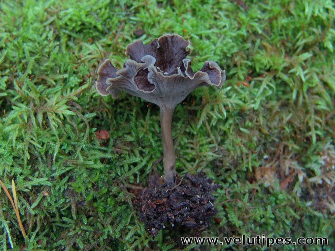 Craterellus sinuosus