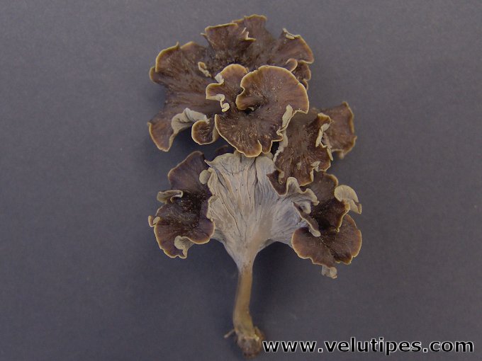 Craterellus sinuosus