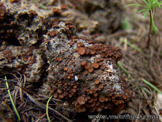 Pseudombrophila sp.