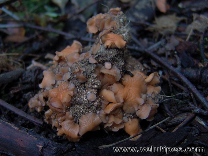 Pseudombrophila sp.