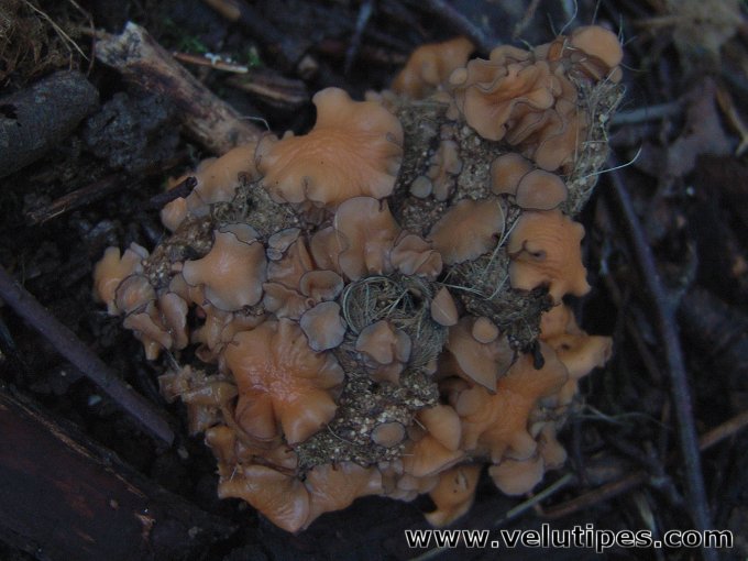 Pseudombrophila sp.