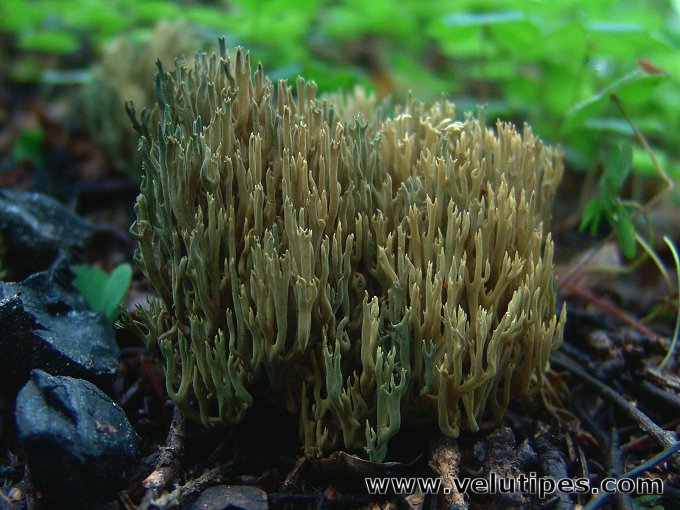 Ramaria abietina