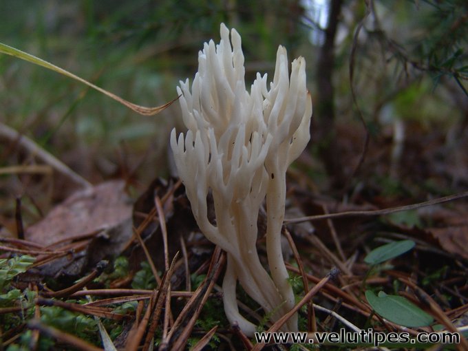 Ramariopsis kunzei