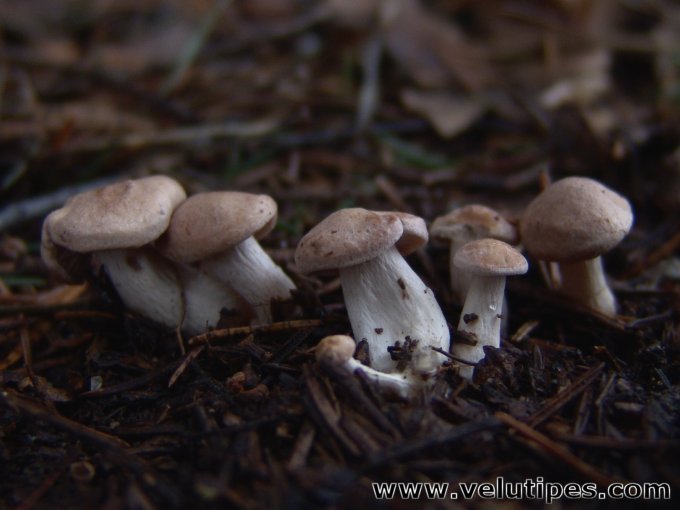 Rhizocybe vermicularis