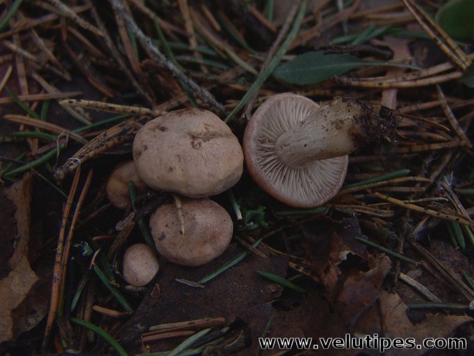 Rhizocybe vermicularis
