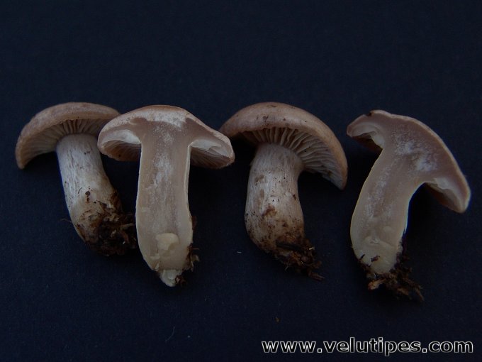 Rhizocybe vermicularis