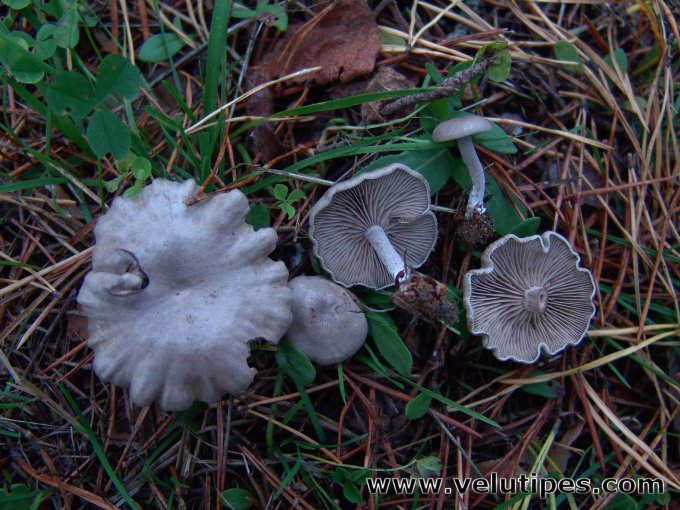 Rhodocybe hirneola