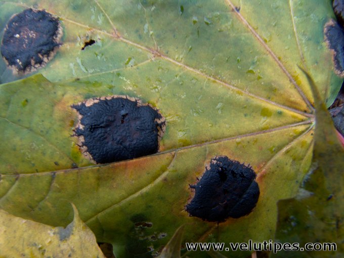 Rhytisma acerinum
