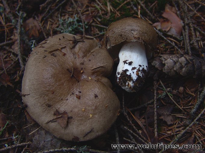 Russula consobrina