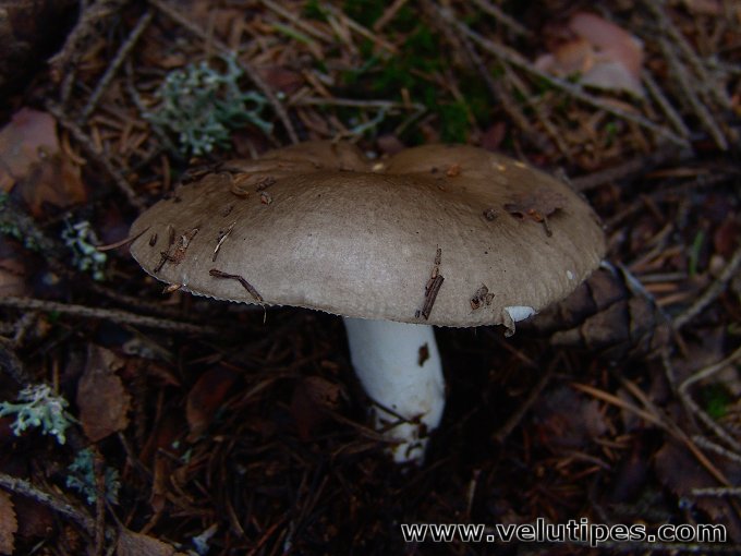 Russula consobrina