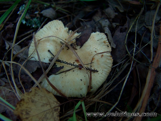 Russula farinipes