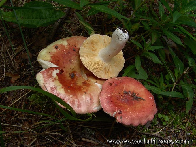 Russula roseipes