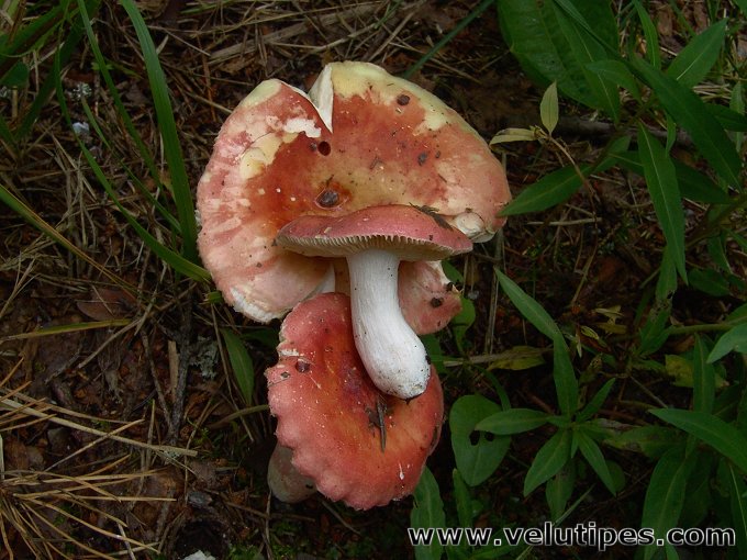 Russula roseipes