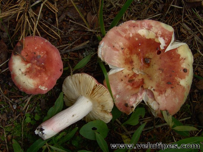 Russula roseipes