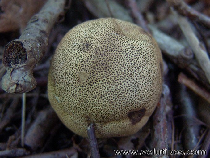 Scleroderma areolatum