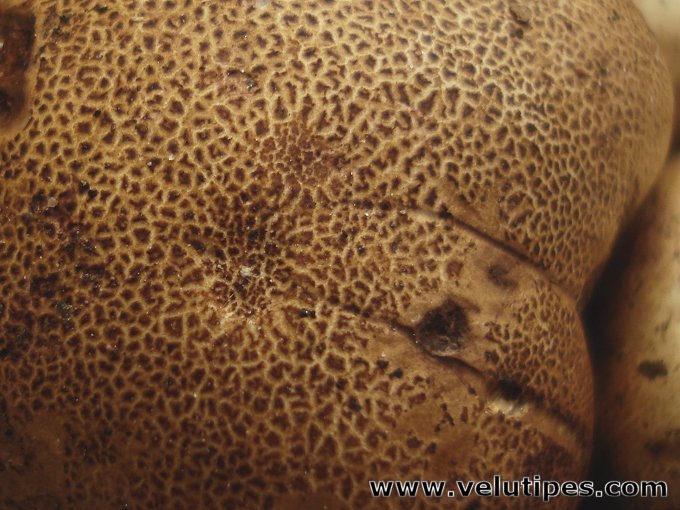 Scleroderma areolatum