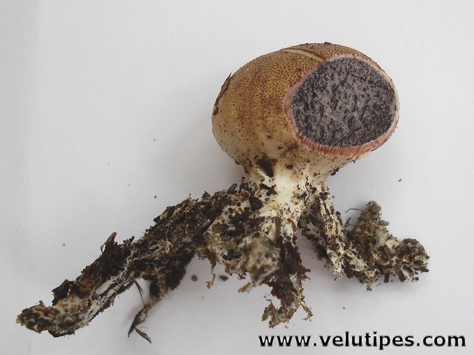 Scleroderma areolatum