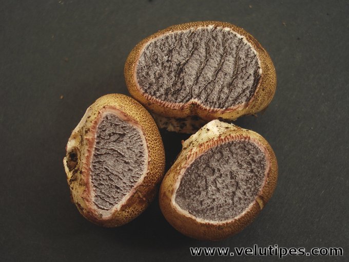 Scleroderma areolatum