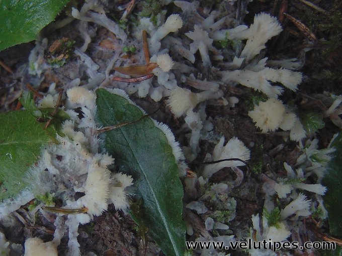 Sebacina incrustans