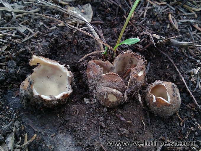 Sepultaria sp.