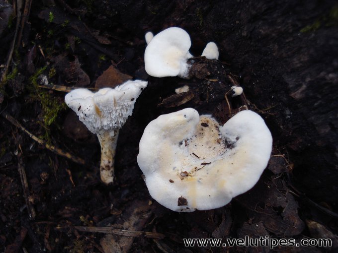 Sistotrema confluens