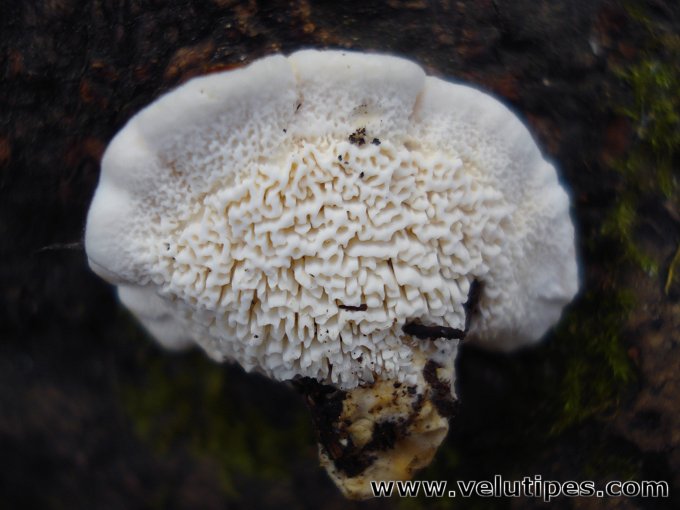 Sistotrema confluens