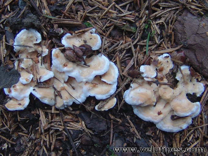 Sistotrema confluens