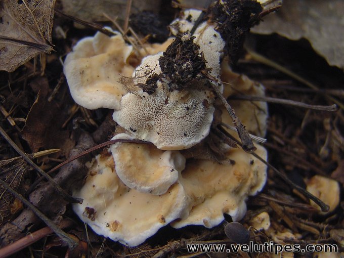 Sistotrema confluens