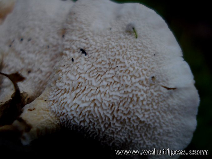 Sistotrema confluens