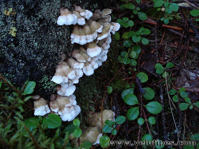 Skeletocutis carneogrisea