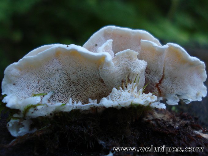 Skeletocutis carneogrisea