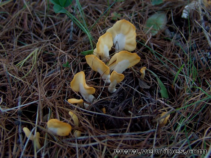 Spathularia flavida