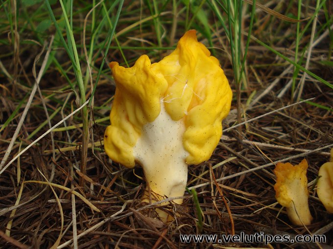 Spathularia flavida
