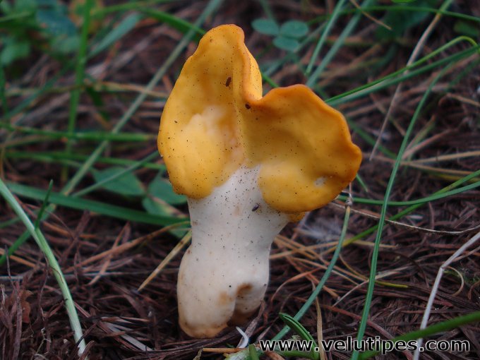 Spathularia flavida