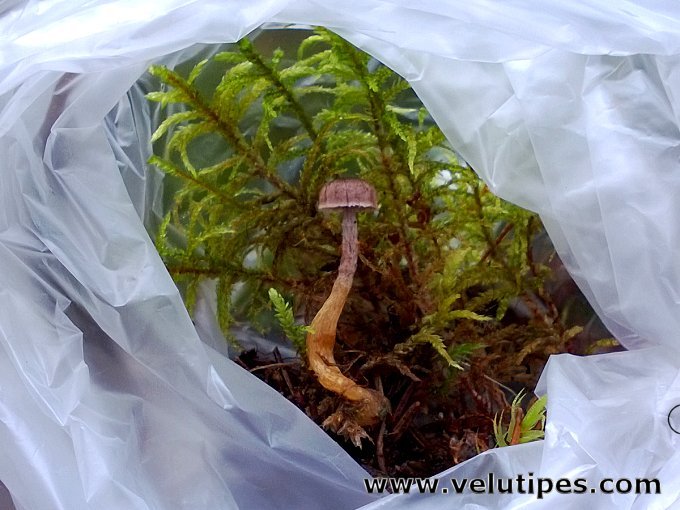 Squamanita contortipes