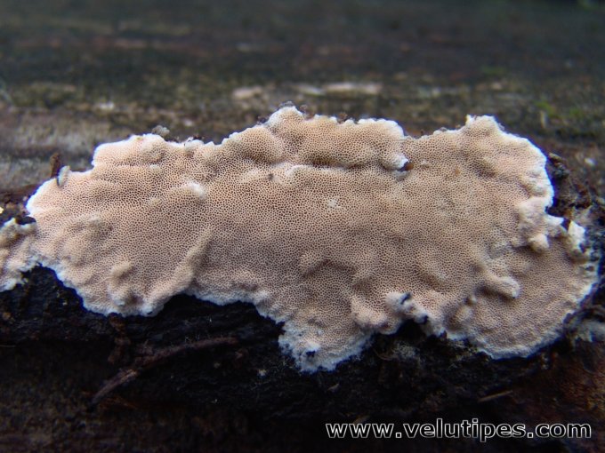 Steccherinum nitidum