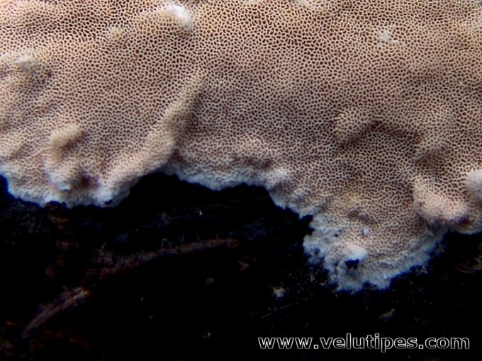 Steccherinum nitidum