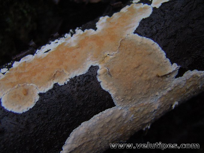 Steccherinum nitidum